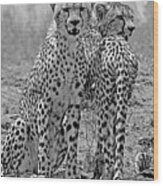 Cheetah Pair Wood Print
