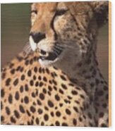Cheetah Profile Wood Print