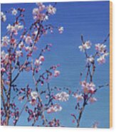 Cherry Blossom Branches Wood Print
