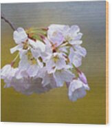 Cherry Blossom Flowers Wood Print
