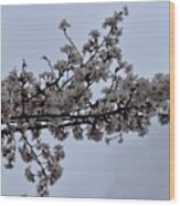Cherry Blossoms Tree Branch Wood Print