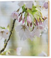 Cherry Tree Pandora Blossom Wood Print