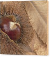 Chestnut Close Up Wood Print