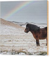 Chestnut Icelandic Horse With Rainbow Wood Print