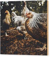 Chicken Album Cover Wood Print