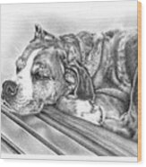 Chilling Pooch Wood Print
