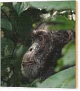 Chimpanzee In Virunga Wood Print