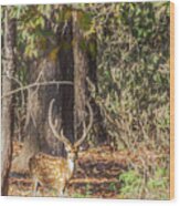 Chital Stag In Velvet Walking In Kanha National Park India Wood Print