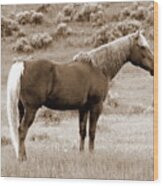 Chocolate Palomino In Sepia Wood Print