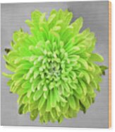 Chrysanthemum Flower Joy-lime Wood Print