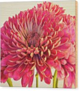 Chrysanthemums Bold And Beautiful 8 Wood Print