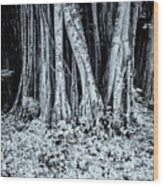 Cienfuegos Botanical Garden Wood Print