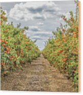 Citrus Orchard Wood Print