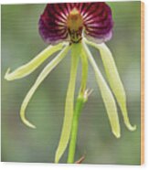 Clamshell Orchid Wood Print