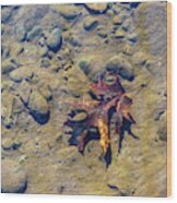 Clean Water - Delaware River - Underwater Photography Wood Print