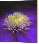 Clematis Aglow Wood Print