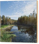 Cliff Stepens Park Is A Surprising Wetland In Clearwater Florida Wood Print