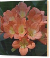 Clivia Blooms In Warm Orange Wood Print