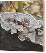 Close-up Of Fungi Growing On Tree Trunk Wood Print