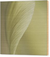 Close Up Of Pale Tulip Wood Print