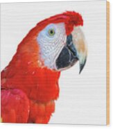 Close-up Scarlet Macaw Bird Profile Extracted Wood Print