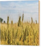 Closeup Of Golden Wheat Ears In Field. Wood Print