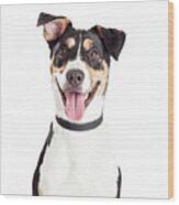 Closeup Of Happy Crossbreed Dog Mouth Open Wood Print