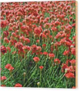 Closeup Of Red Flower Field Background Wood Print