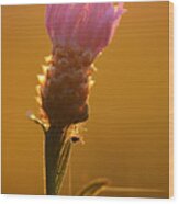 Closeup Photo Of A Purple Wildflower On The Field Wood Print