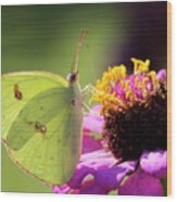 Cloudless Sulfur Butterfly On Zinnia Wood Print