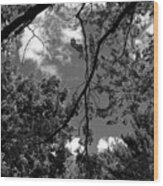 Clouds And Trees Black And White - Frank J Casella Wood Print