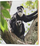 Colobus Monkey Wood Print