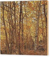 Colorado Fall 1163 Wood Print