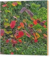 Colorful Fall Leaves Wood Print
