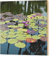 Colorful Flowered Lilly Pads On Pond Wood Print