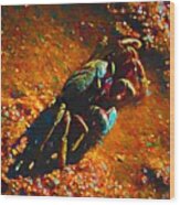 Colorful Ghost Crab Cairns Australia Wood Print