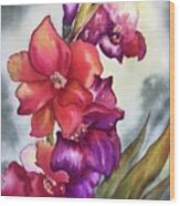 Colorful Gladiolus Wood Print