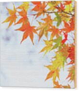 Colorful Maple Leaves On Branch, Square Crop Wood Print