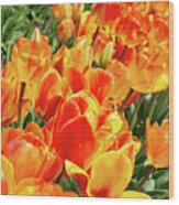 Colorful Tulips 1 Wood Print