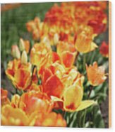 Colorful Tulips 2 Wood Print