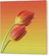 Colorful Tulips Wood Print