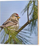 Common Redpoll Bird Wood Print