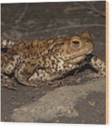 Common Toad Facing Right Wood Print