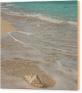 Conch Shell On Bush Key 3 Wood Print