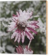 Coneflower In The Snow Wood Print