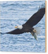 Conowingo Eagle With A Fresh Catch Wood Print