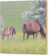 Contentment - Mare And Foal In A Meadow Wood Print