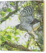 Cooper's Hawk Juvenile Learning To Fly Wood Print