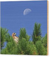 Cooper's Quarters - Hawk In Evergreen With Quarter Moon Above Wood Print
