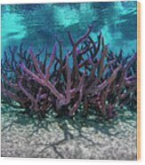 Coral Reef 3 Wood Print